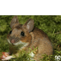 گونه موش صحرایی گردن زرد  Yellow-necked Filed Mouse